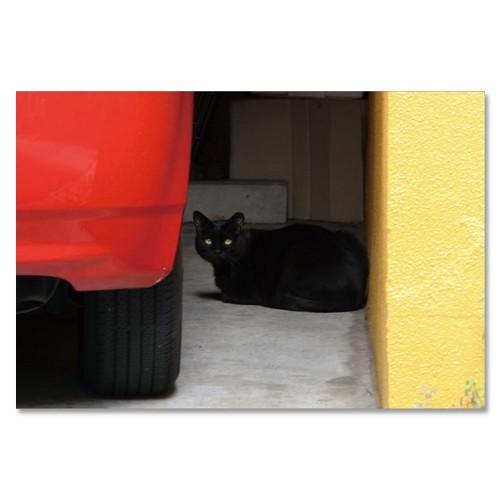 東京の猫ポストカードシリーズ Cat in Tokyo 003〈湯島〉 ムーングラフィックス FLAGS | 