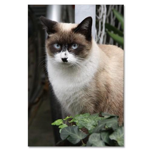 東京の猫ポストカードシリーズ Cat in Tokyo 005〈巣鴨〉 ムーングラフィックス FLAGS | 