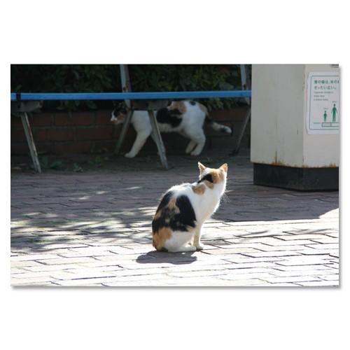 東京の猫ポストカードシリーズ Cat in Tokyo 007〈外苑前〉 ムーングラフィックス FLAGS | 