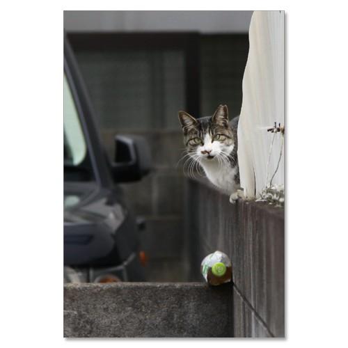 東京の猫ポストカードシリーズ Cat in Tokyo 009〈三軒茶屋〉 ムーングラフィックス FLAGS | 