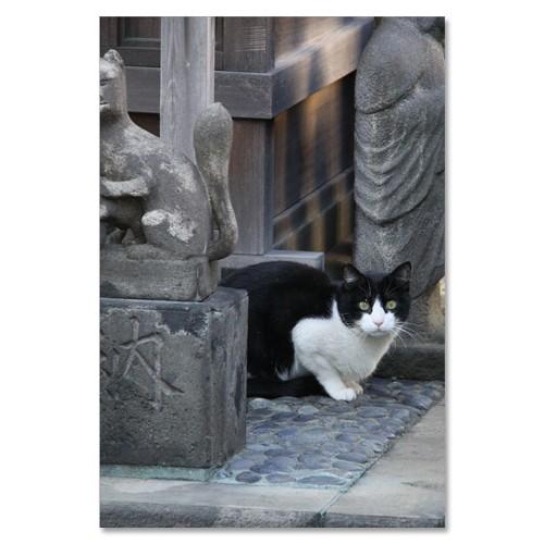 東京の猫ポストカードシリーズ Cat in Tokyo 011〈千駄ヶ谷〉 ムーングラフィックス FLAGS | 