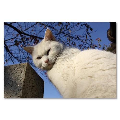 東京の猫ポストカードシリーズ Cat in Tokyo 012〈谷中〉 ムーングラフィックス FLAGS | 