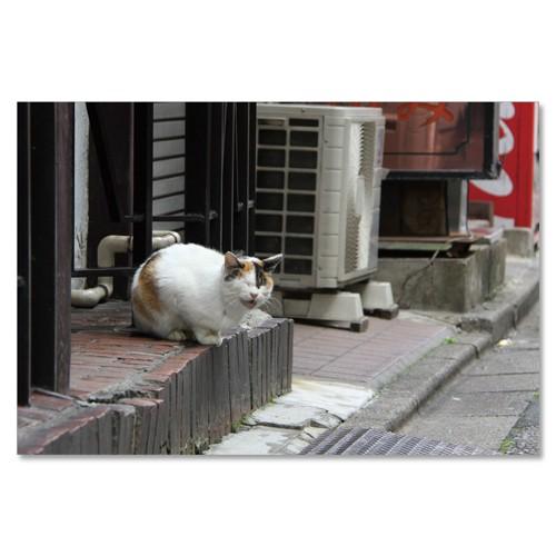 東京の猫ポストカードシリーズ Cat in Tokyo 014〈湯島〉 ムーン