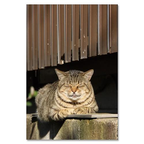 東京の猫ポストカードシリーズ Cat in Tokyo 018〈久我山〉 ムーングラフィックス FLAGS | 