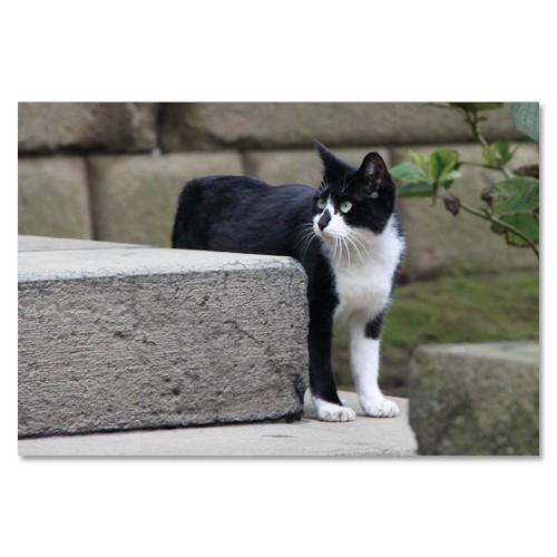 東京の猫ポストカードシリーズ Cat in Tokyo 019〈白山〉 ムーングラフィックス FLAGS | 