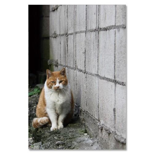 東京の猫ポストカードシリーズ Cat in Tokyo 023〈湯島〉 ムーングラフィックス FLAGS | 