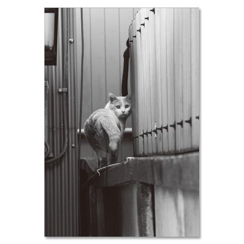 東京の猫ポストカードシリーズ Cat in Tokyo 025〈西麻布〉 ムーングラフィックス FLAGS | 