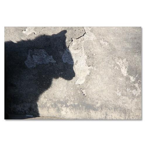 東京の猫ポストカードシリーズ Cat in Tokyo 026〈谷中〉 ムーングラフィックス FLAGS | 