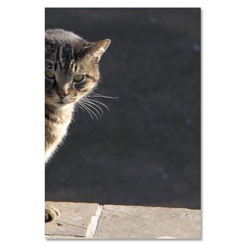 東京の猫ポストカードシリーズ Cat in Tokyo 033〈谷中〉 ムーン