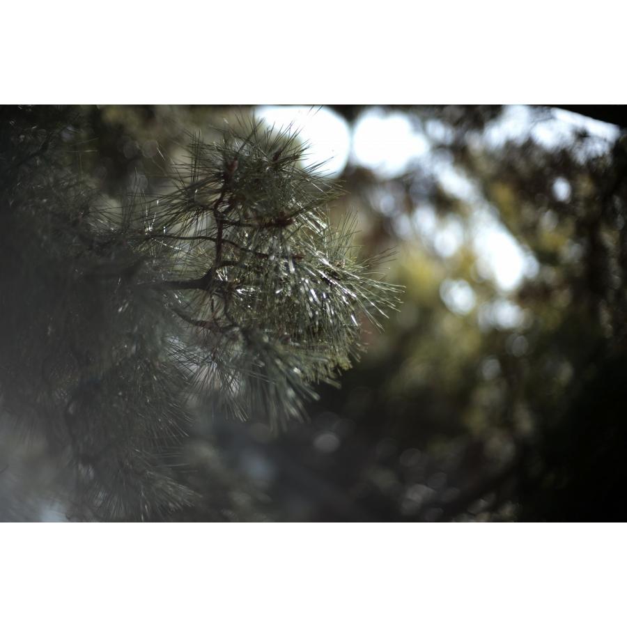 ライカ Leica NOCTILUX-M ノクチルックス 50mm F1.0 E60 後期 ライカ Leica NOCTILUX-M ノクチルックス 50mm F1.0 E60 後期