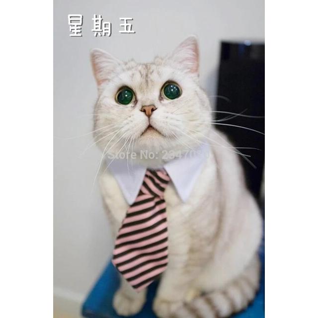 Mpkストア猫のおもちゃ猫のコスチュームクリップネクタイ猫と犬、猫の首輪｜flat-store｜19