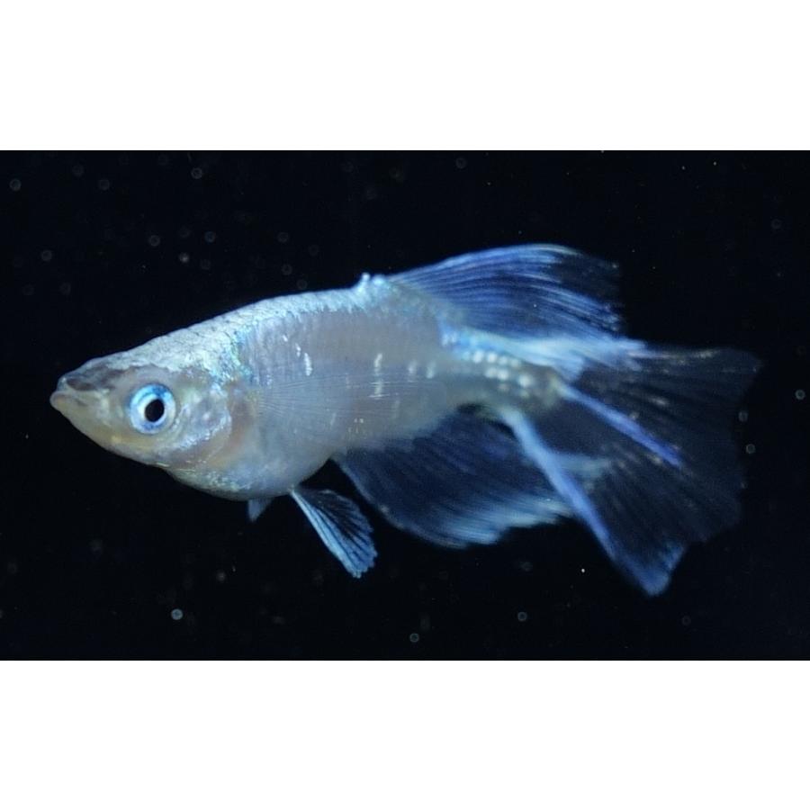 ブラック螺鈿光ブルードレス 若魚5匹 螺鈿光ブルードレスリアルロングフィンヒカリ メダカ 2ペア : FLC