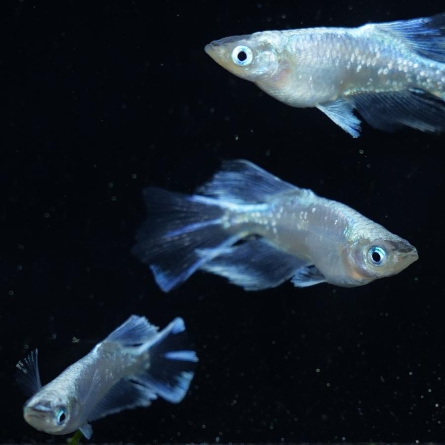 ブラック螺鈿光ブルードレス 若魚5匹 螺鈿光ブルードレスリアルロングフィンヒカリ メダカ 2ペア : FLC