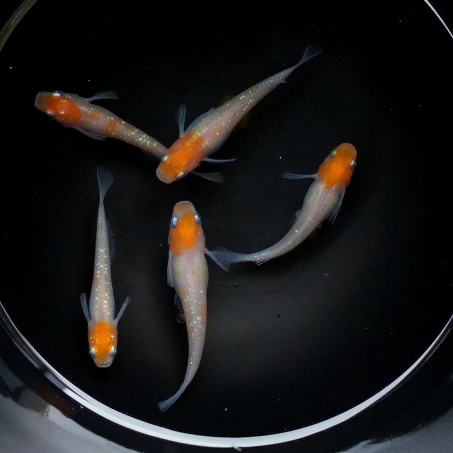 あけぼの紅白ラメ メダカ 卵20個以上付 産卵床｜flc-farm｜02