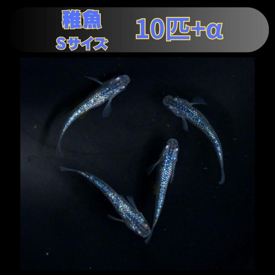 サファイア稚魚10匹 メダカ/ サファイアめだか 稚魚10匹 /サファイアメダカ : めだかの市場
