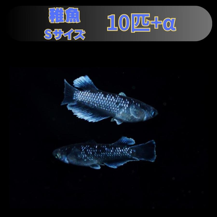 Sサイズ】ミッドナイトフリル (ラメ) メダカ 稚魚10匹 : FLCファーム 