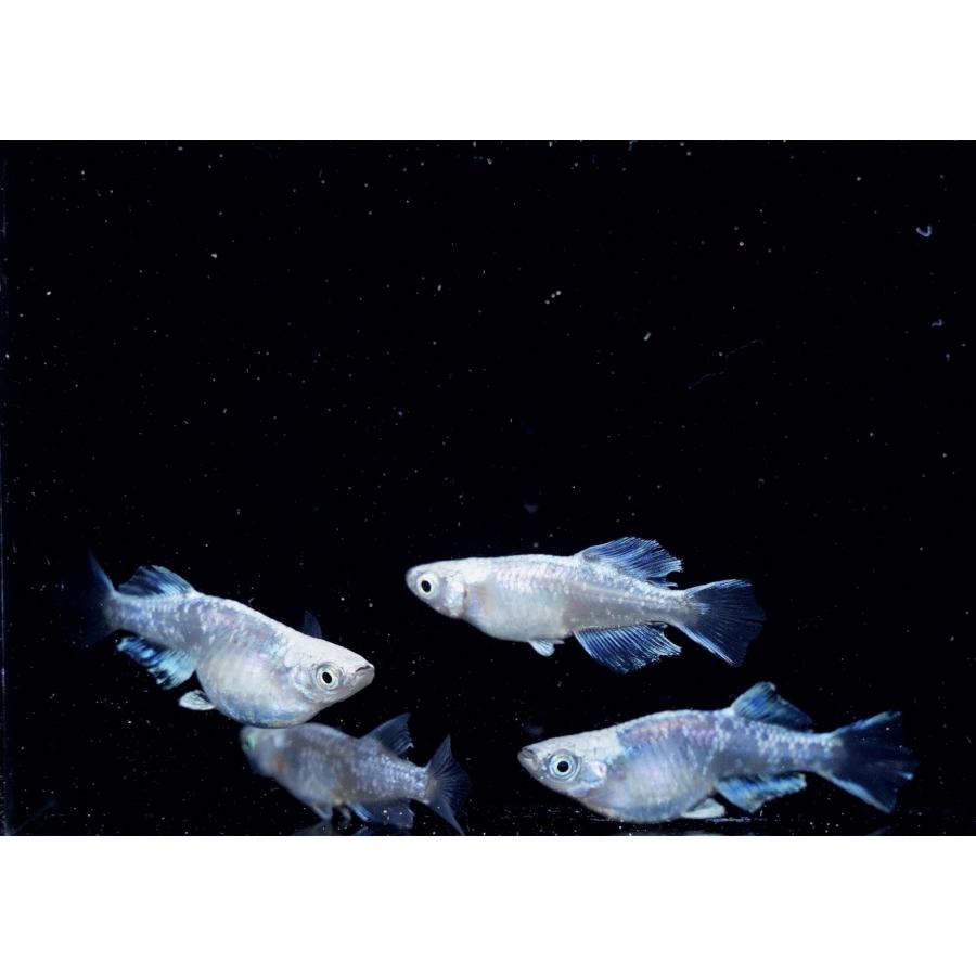 Sサイズ】プラチナダイヤ ヒカリ メダカ 稚魚10匹 : FLCファーム