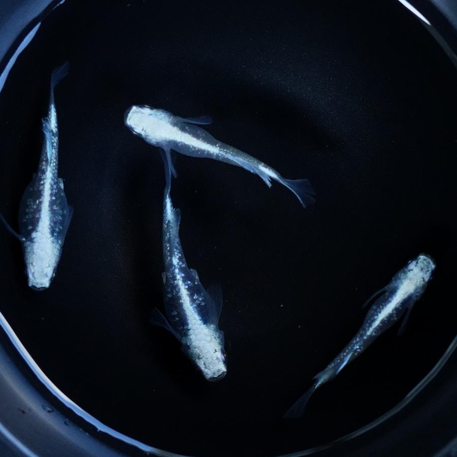 プラチナダイヤRLF メダカ Amazon | (めだか)プラチナ ダイヤ メダカ | ネオス | 観賞魚・水中
