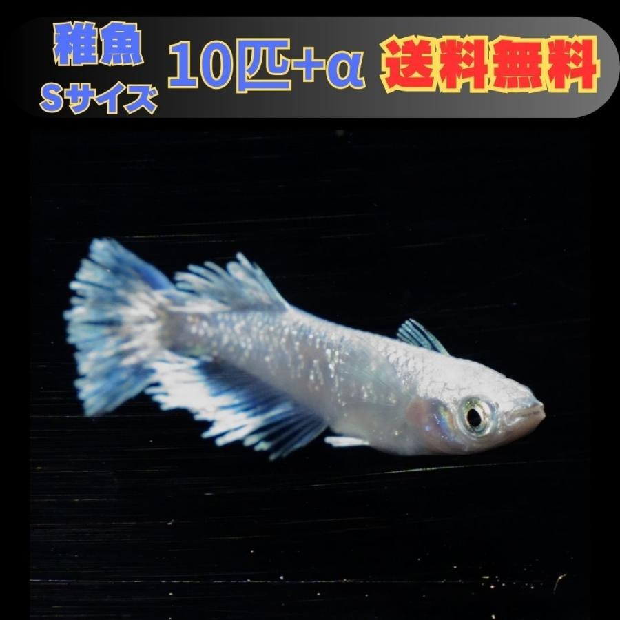 Sサイズ】グラディオ メダカ 稚魚10匹 : FLCファーム - 通販 - Yahoo
