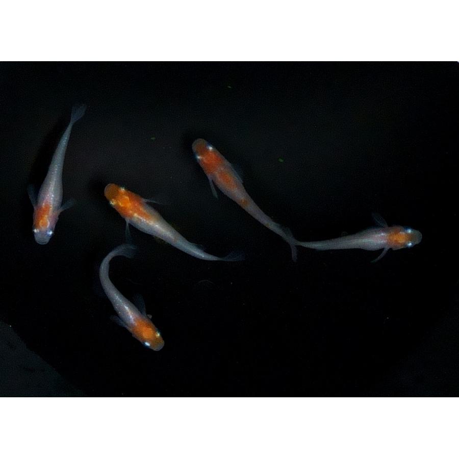 新品登場 観賞魚生体 メダカ 現物 小町ヒカリ オス2 メス３ Www Threeriversofs Com