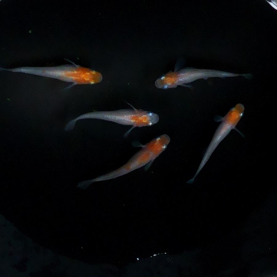 新品登場 観賞魚生体 メダカ 現物 小町ヒカリ オス2 メス３ Www Threeriversofs Com
