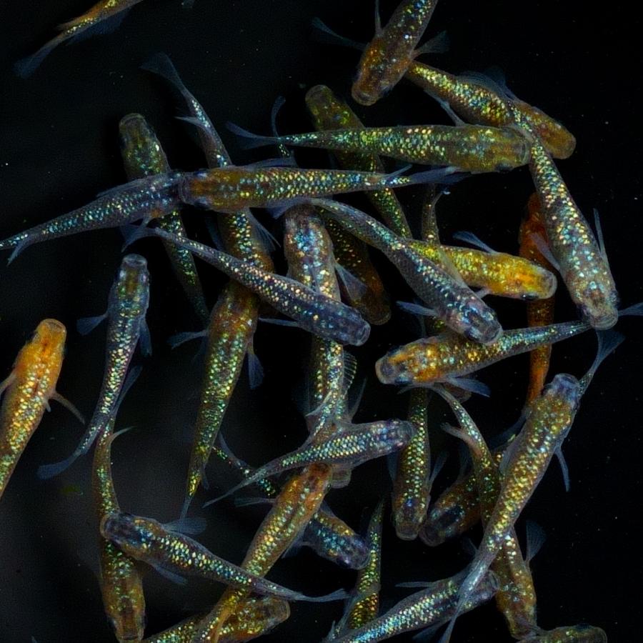 【お買い得】ラメ ミックス メダカ 10匹 の商品画像