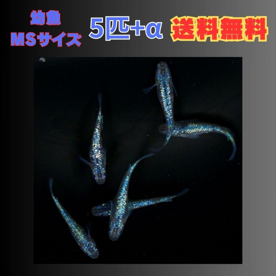 【メダカ】雷霆 幼魚10匹 【発送可】 幼魚MSサイズ】夜桜ブルー 雷霆メダカ 幼魚5匹+α 【本州(中国、四国