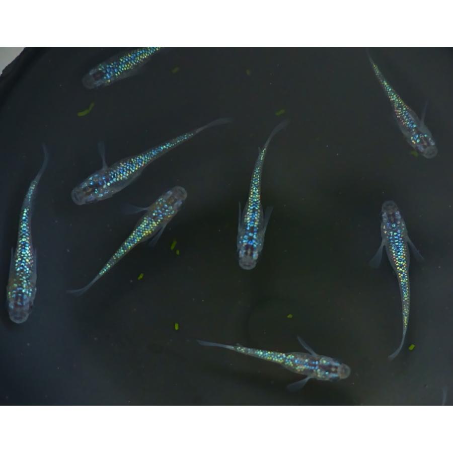 【メダカ】雷霆 幼魚10匹 【発送可】 幼魚MSサイズ】夜桜ブルー 雷霆メダカ 幼魚5匹+α 【本州(中国、四国