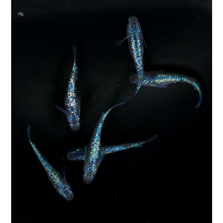 メダカ】雷霆 2ペア