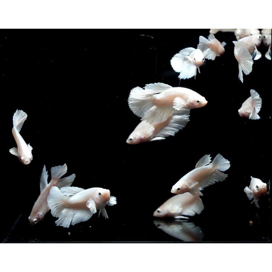 B体型】ベタ オス プラチナホワイト ダンボ ハーフムーン 若魚1匹