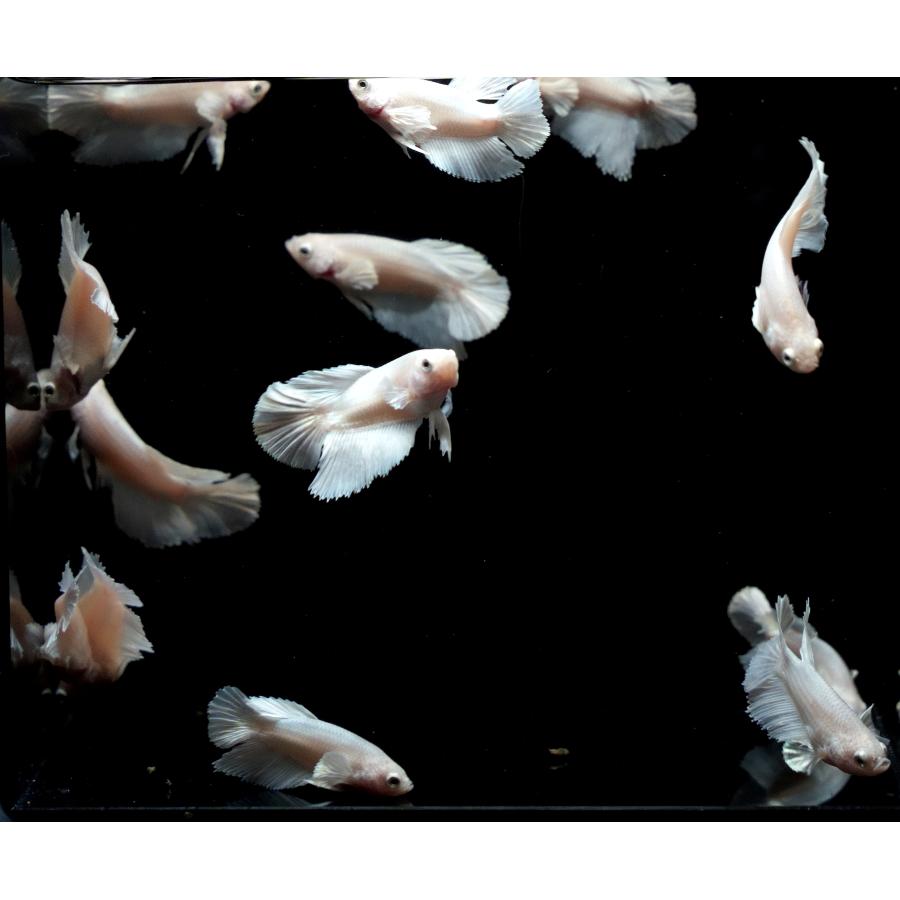 B体型】ベタ オス プラチナホワイト ダンボ ハーフムーン 若魚1匹