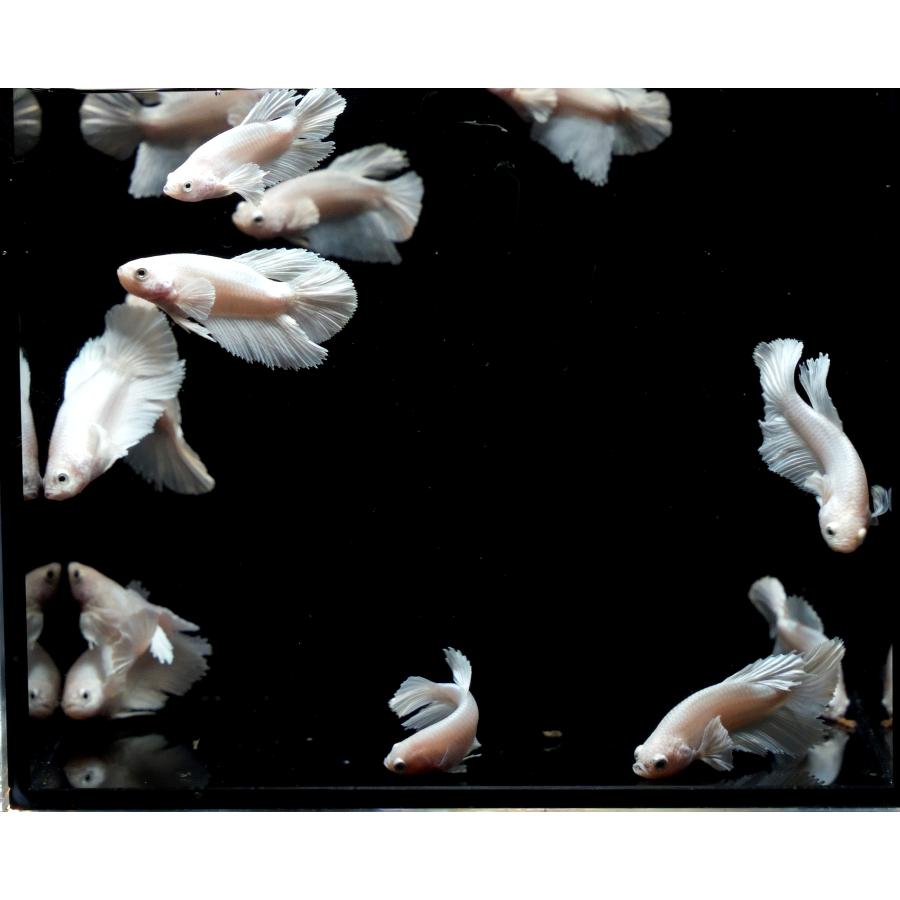 B体型】ベタ オス プラチナホワイト ダンボ ハーフムーン 若魚1匹