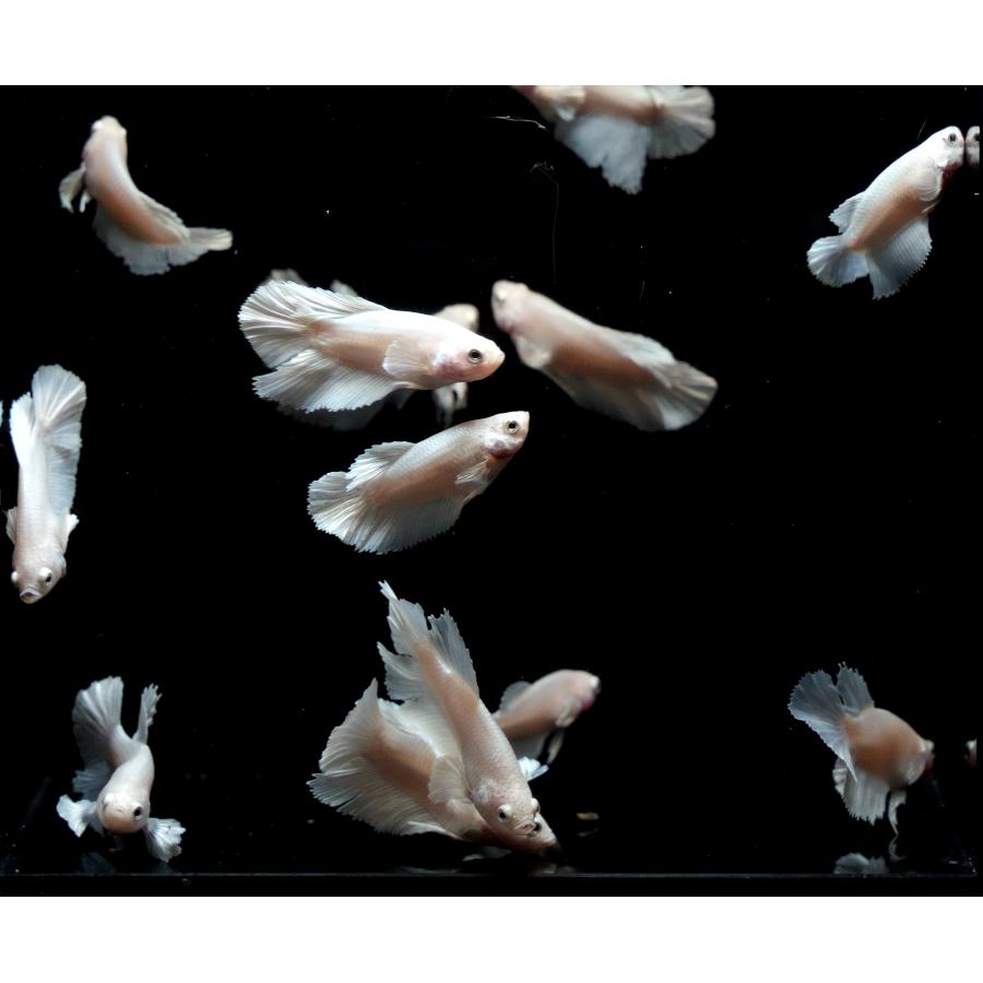 B体型】ベタ オス プラチナホワイト ダンボ ハーフムーン 若魚1匹