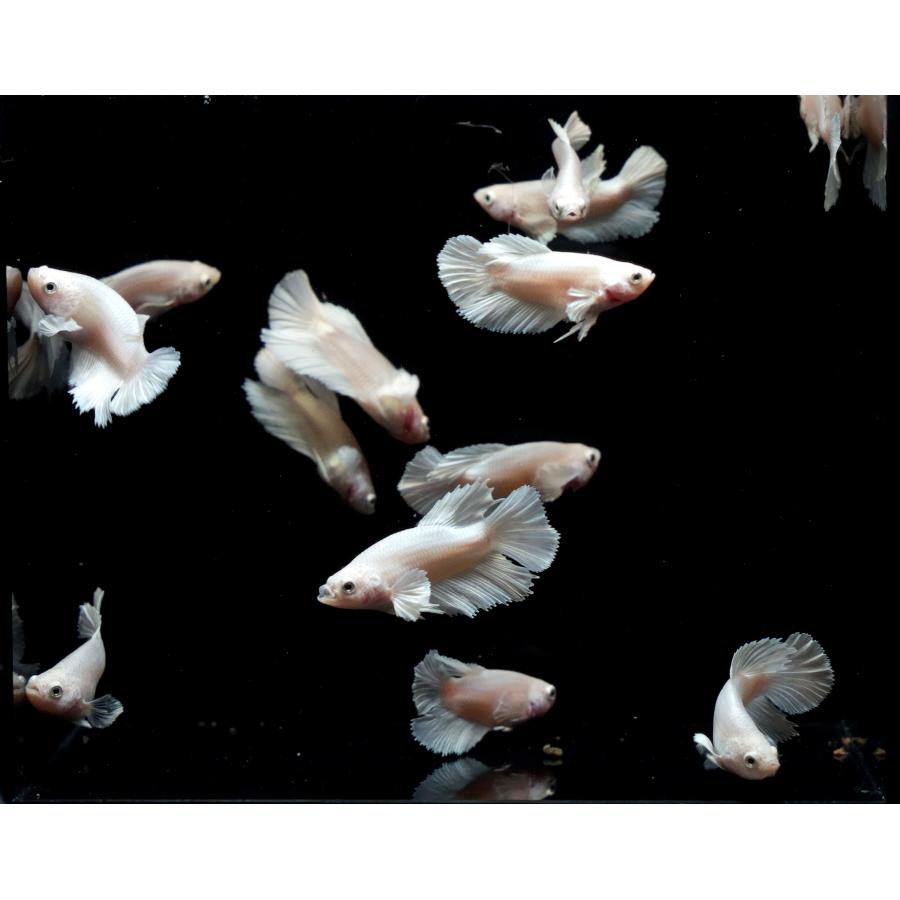 B体型】ベタ オス プラチナホワイト ダンボ ハーフムーン 若魚1匹