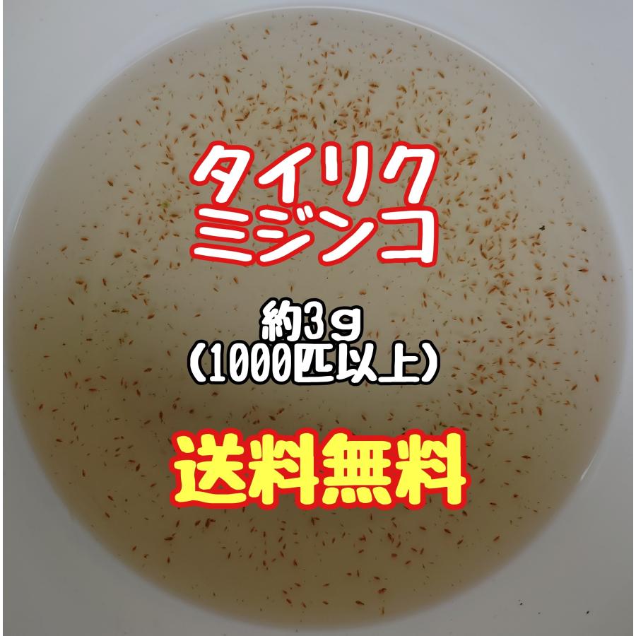 タイリクミジンコ 3ｇ1000匹以上　【クリックポスト 送料無料】 の商品画像