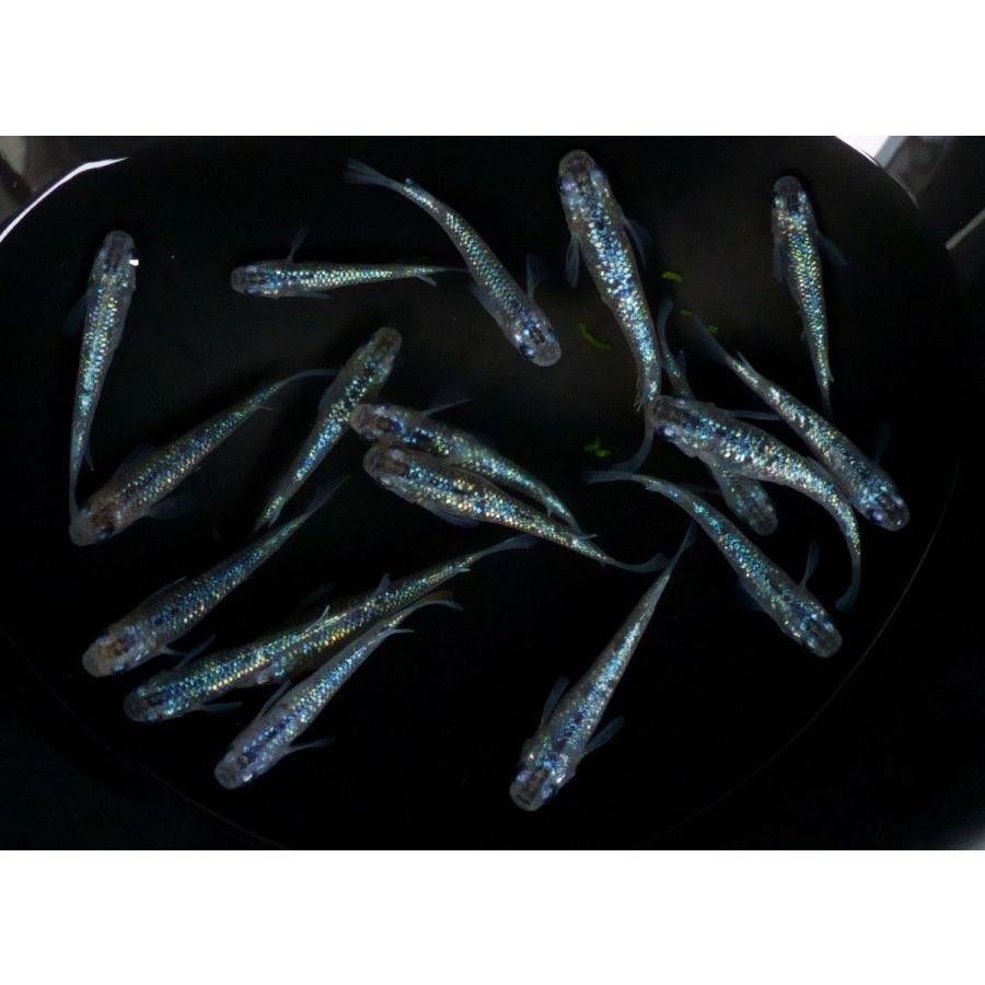 メダカ】雷霆 2ペア