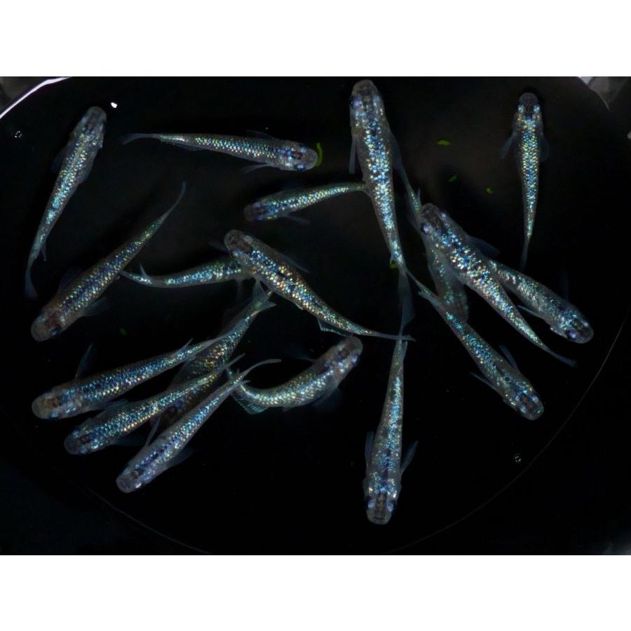 売れ筋商品 夜桜ブルー メダカ 3ペア Ebrahimimaryam Com