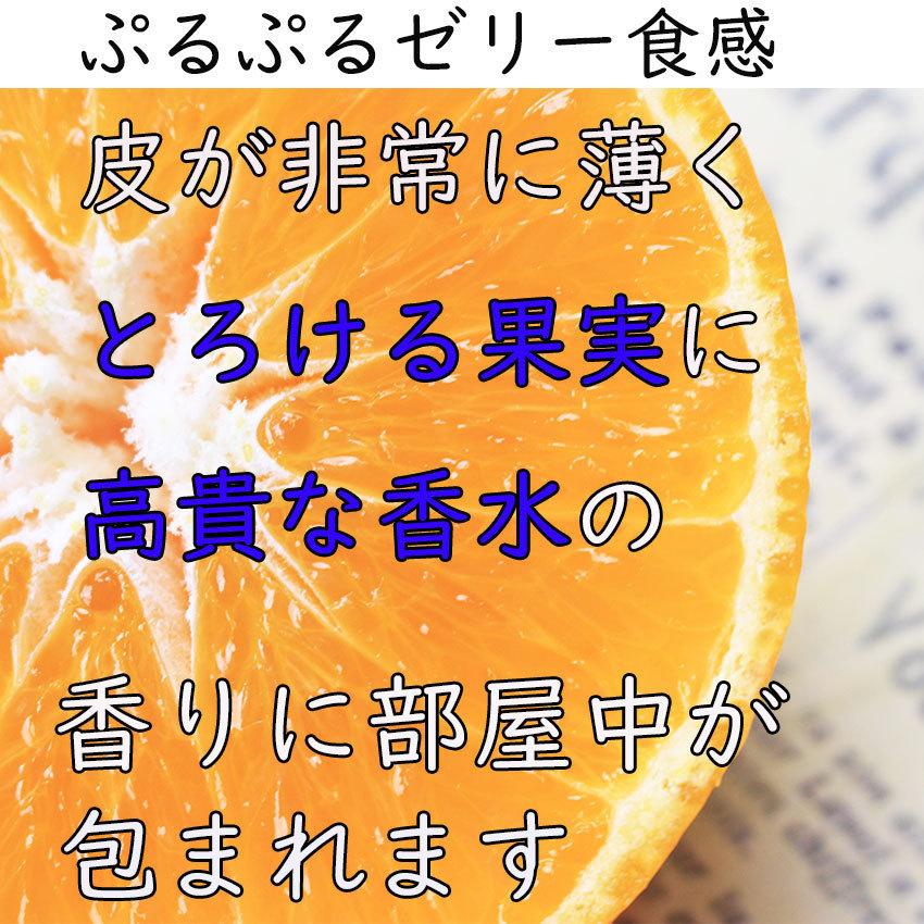 みかん 紅まどんな 送料無料 お歳暮 愛媛 赤秀 1.2kg ２Ｌ〜３Ｌサイズ 大玉 JAえひめ中央 光センサー選科 御歳暮 贈答 ギフト 御礼  熨斗 のし プレゼント｜fleshchokusoubin｜02