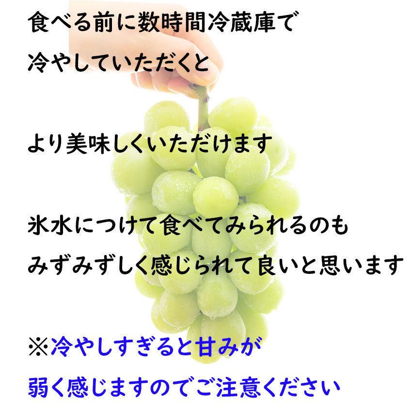 お中元 シャインマスカット 白桃 送料無料 岡山 晴王 秀品 贈答 1房400ｇ以上 4玉250ｇ以上  JA 農協 のし 熨斗 ギフト 詰め合わせ 指定日OK 日付指定ＯＫ｜fleshchokusoubin｜11