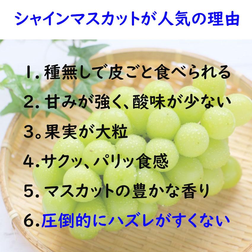 シャイマスカット 岡山県産 晴王 お中元 赤秀 500ｇ×２ のし 贈答 熨斗対応 日付指定ＯＫ ギフト プレゼント 御礼 御供 お見舞い 贈答｜fleshchokusoubin｜05