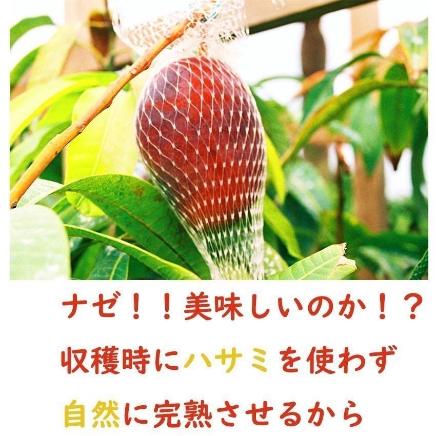 マンゴー 宮崎県産 太陽のタマゴ 4L 2玉 秀品 送料無料 贈答 ギフト 高