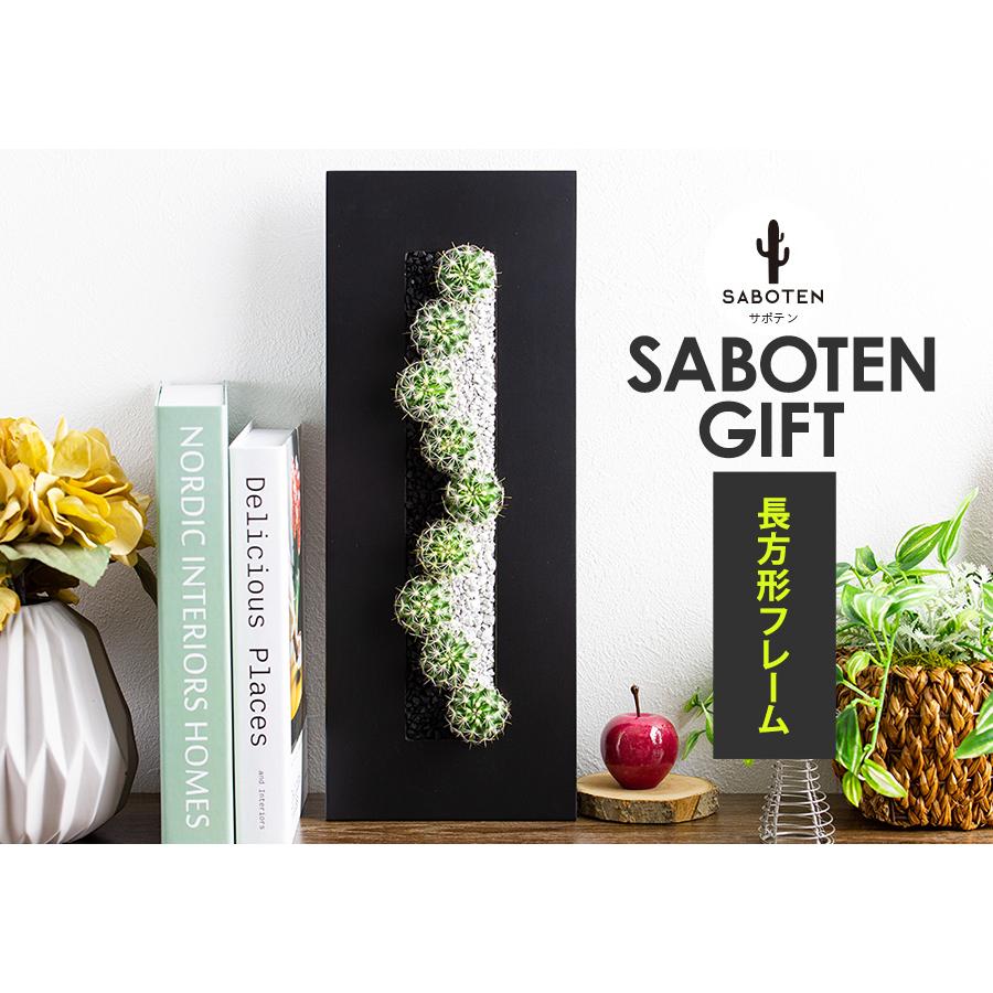 サボテン 寄せ植え 玉サボテン 長方形フレーム 長さ 約40cm : 花と