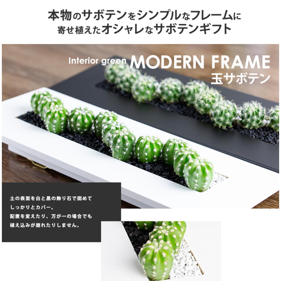 サボテン 寄せ植え 玉サボテン 長方形フレーム 長さ 約40cm : 花と