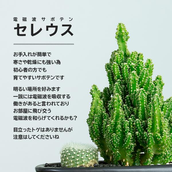 サボテン 寄せ植え トゲなし セレウス 波形タイプ 選べる動物