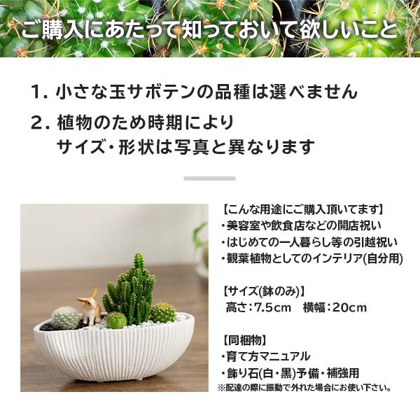 サボテン 寄せ植え トゲなし セレウス 波形タイプ 選べる動物