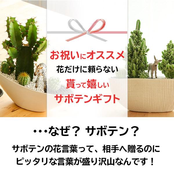 サボテン 寄せ植え トゲなし セレウス 波形タイプ 選べる動物