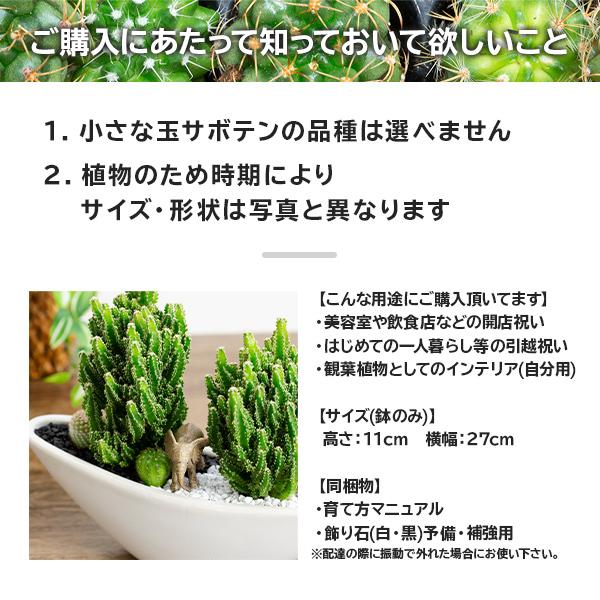 観葉植物 サボテン 多肉植物 寄せ植え セレウス 舟形大タイプ 選べる動物フィギュア付｜fleur-bazar｜05