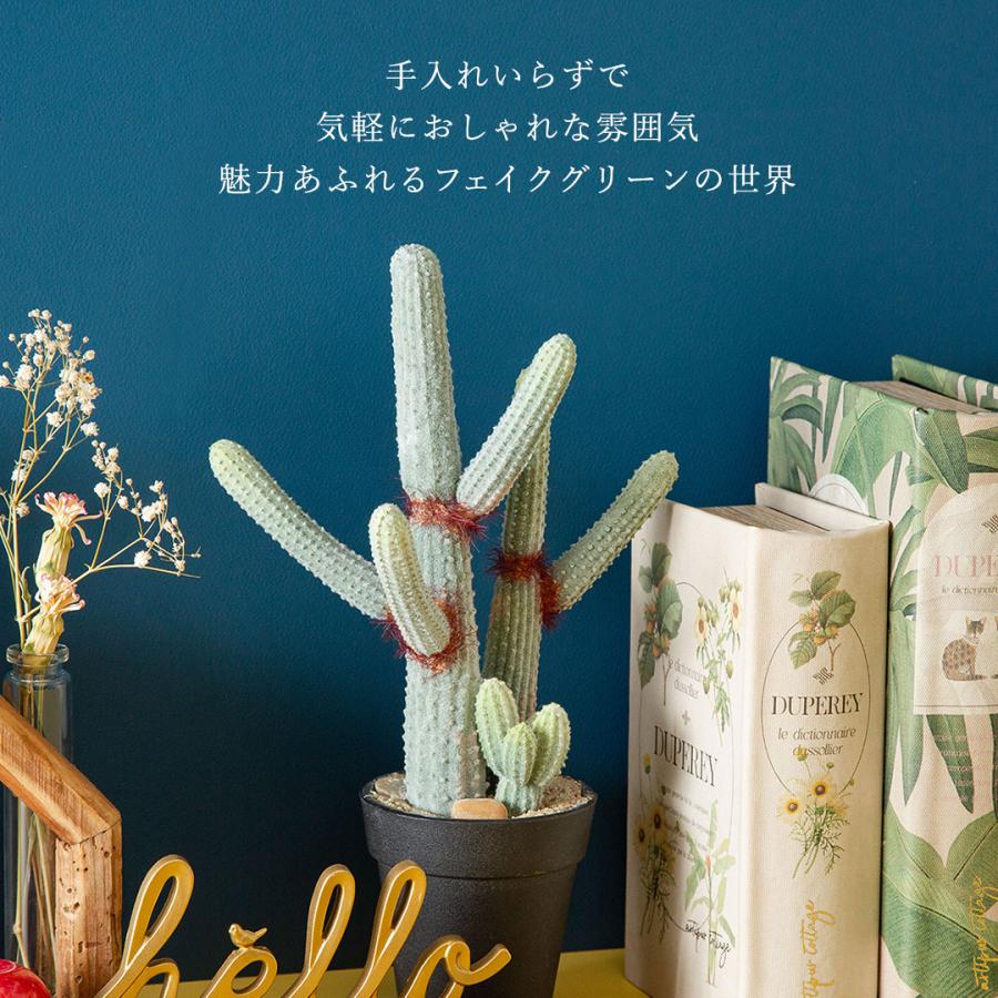 ユーフォルビア ポット : 花とインテリア雑貨 fleur-bazar - 通販 