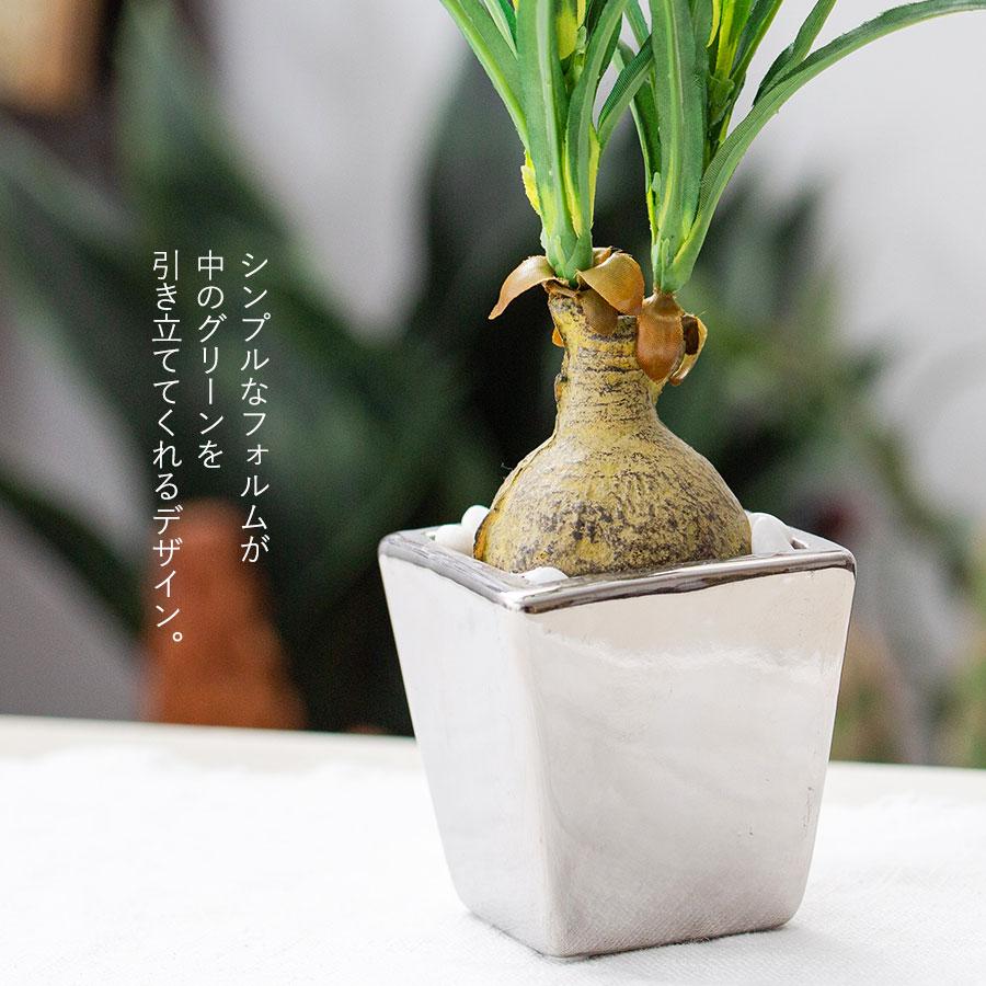 ノリナ トックリラン フェイクグリーン : 花とインテリア雑貨 fleur