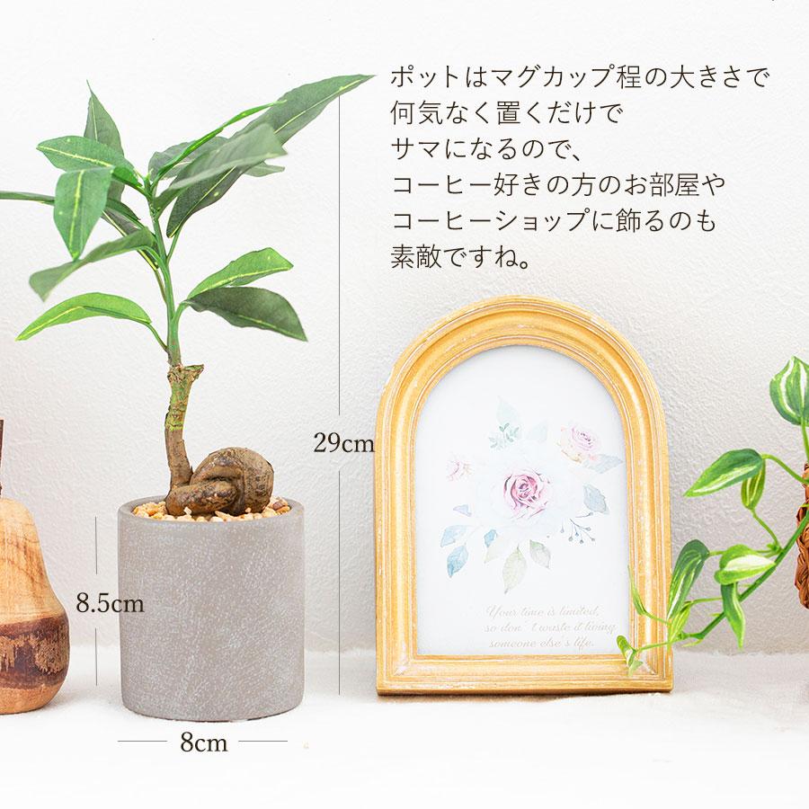 コーヒーの木 セメント風ポット フェイクグリーン : 花とインテリア